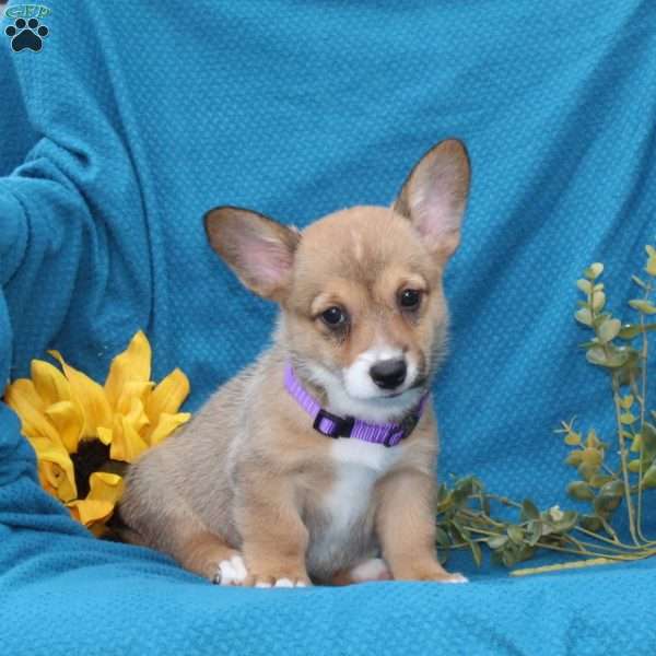 Joy, Pembroke Welsh Corgi Puppy
